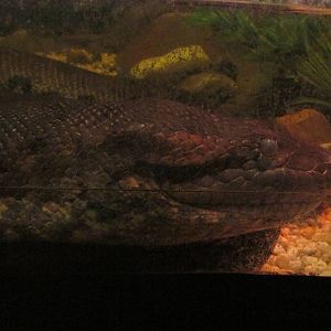 anaconda chapultepec zoo