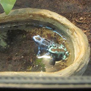 poison dart frog chapultepec zoo