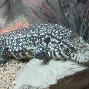 argentine teju lizard chapultepec zoo