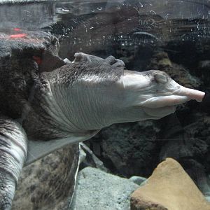 spiny softshell turtle chapultepec zoo