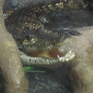 morlett?s crocodile juvenile chapultepec zoo