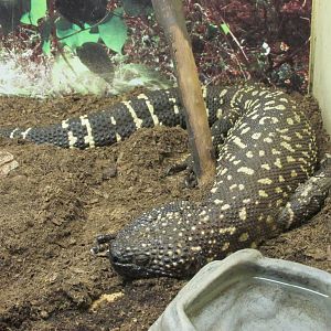 mexican beaded lizard chapultepec zoo