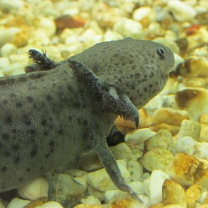 axolotl chapultepec zoo
