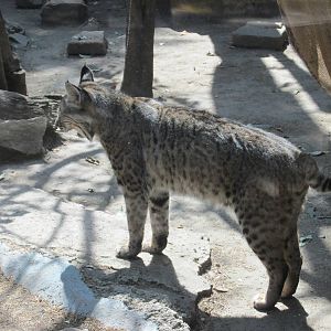 bobcat chapultepec zoo