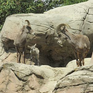 desert bighorn sheep chapultepec zoo