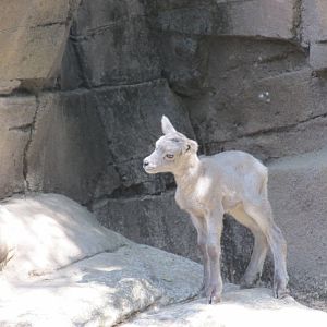 juvenile desert bighorn sheep chapultepec zoo
