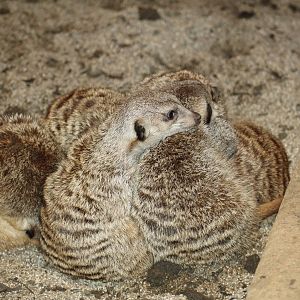 Meerkats