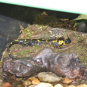 Fire Salamander