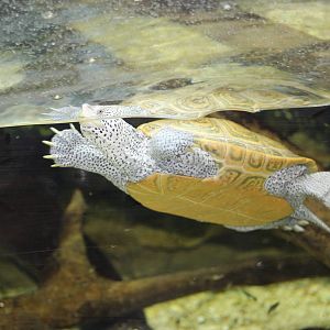 Diamondback Terrapin