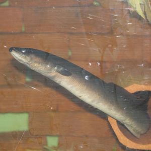 American Eel