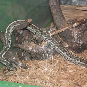Common Garter Snake