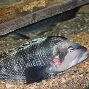 Atlantic Black Sea Bass