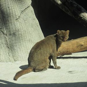 jaguarundi chapultepec zoo