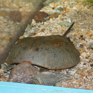 Atlantic Horseshoe Crab