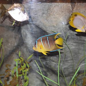 Bermuda Blue Angelfish