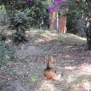 maned wolf chapultepec zoo