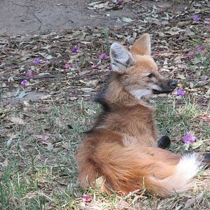 maned wolf chapultepec zoo