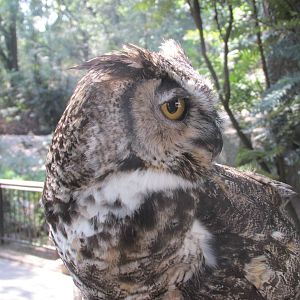 great horned owl chapultepec zoo