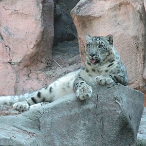 snow leopard chapultepec zoo