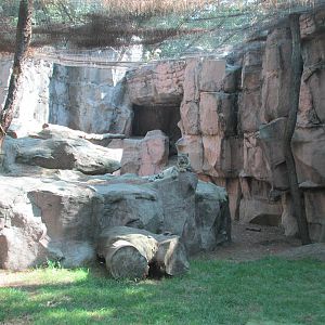 snow leopard enclousure chapultepec zoo