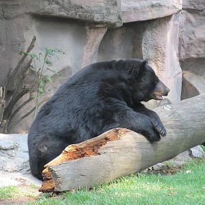 black bear chapultepec zoo