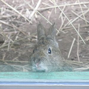 volcano rabbit or teporingo chapultepec zoo