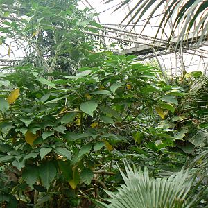 View of One of the Tropical Houses - 21 May 2016