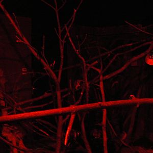 View of the Grey Mouse Lemur and Malagasy Giant Jumping Rat Enclosure - 21