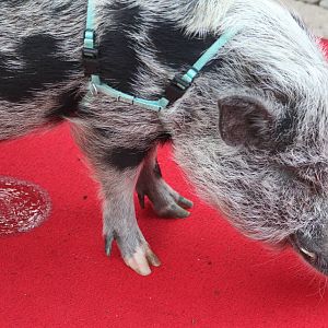 May. 2016 - Entrance - Accident on the Red Carpet