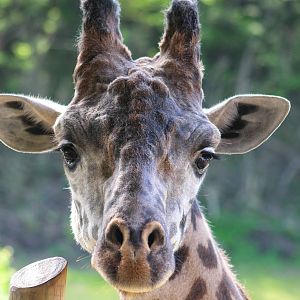 May. 2016 - Giraffe Ridge - Kimba