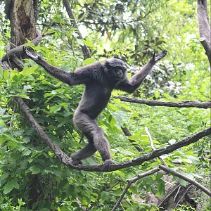 May. 2016 - Jungle Trails - Grey Gibbon Tight Walk