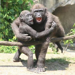May. 2016 - Gorilla World - Mona and Gladys