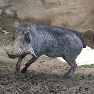 May. 2016 - Wildlife Canyon - Walter, the Warthog (First Time on Display)