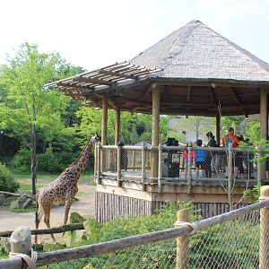 May. 2016 - Giraffe Ridge - Feeding Station