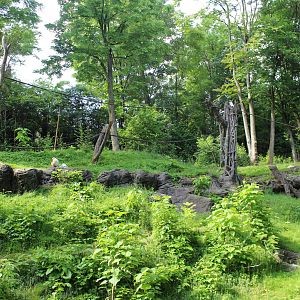 May. 2016 - Jungle Trails - Orangutan + White-handed Gibbon Exhibit (Added