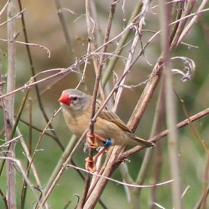 Red-billed weaver