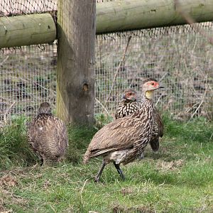 Yellow-necked francolins