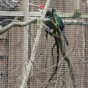 Red-crested touracos