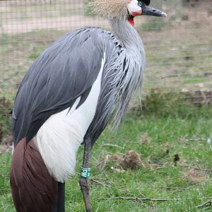 Grey crowned crane