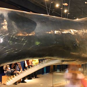 Life-sized Sperm whale model