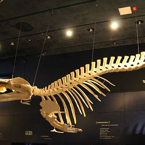 Whale skeleton