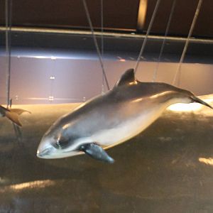 Life-sized Porpoise model
