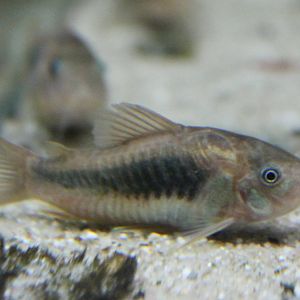 Corydoras aeneas