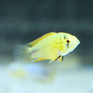 Cichlid ID