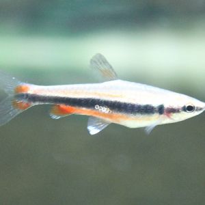 Nannostomus beckfordi
