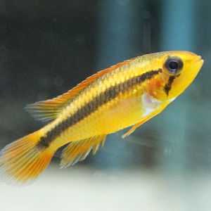 Cichlid ID