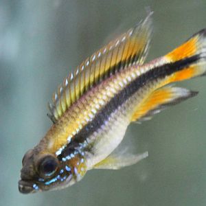 Cichlid ID