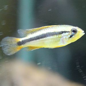 Cichlid ID