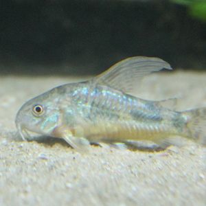 Corydoras paleatus