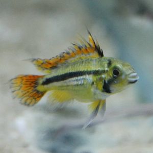 Apistrogramma cacatuoides
